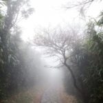 霧に包まれた木立