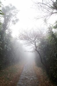 霧に包まれた木立