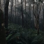 霧のかかった暗い森