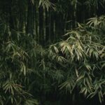 暗がりの竹林