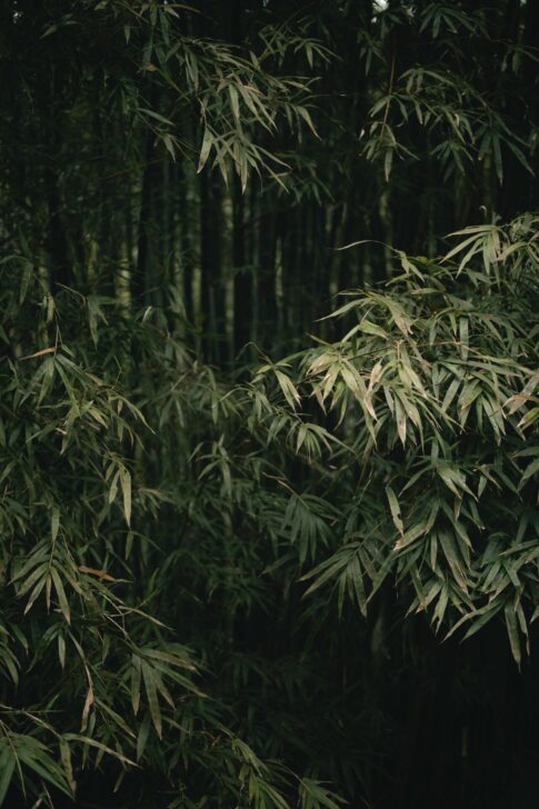 暗がりの竹林