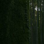 深い緑の竹林