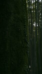 深い緑の竹林