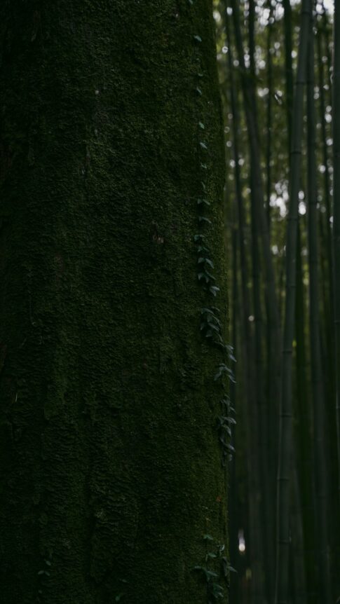 深い緑の竹林