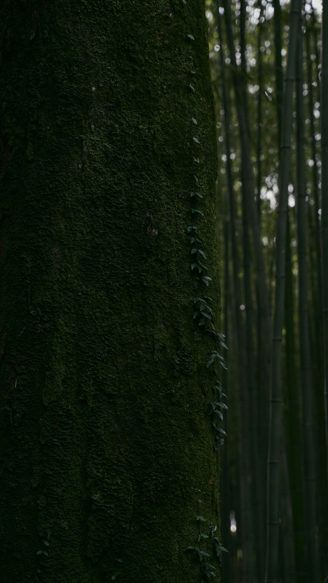 深い緑の竹林